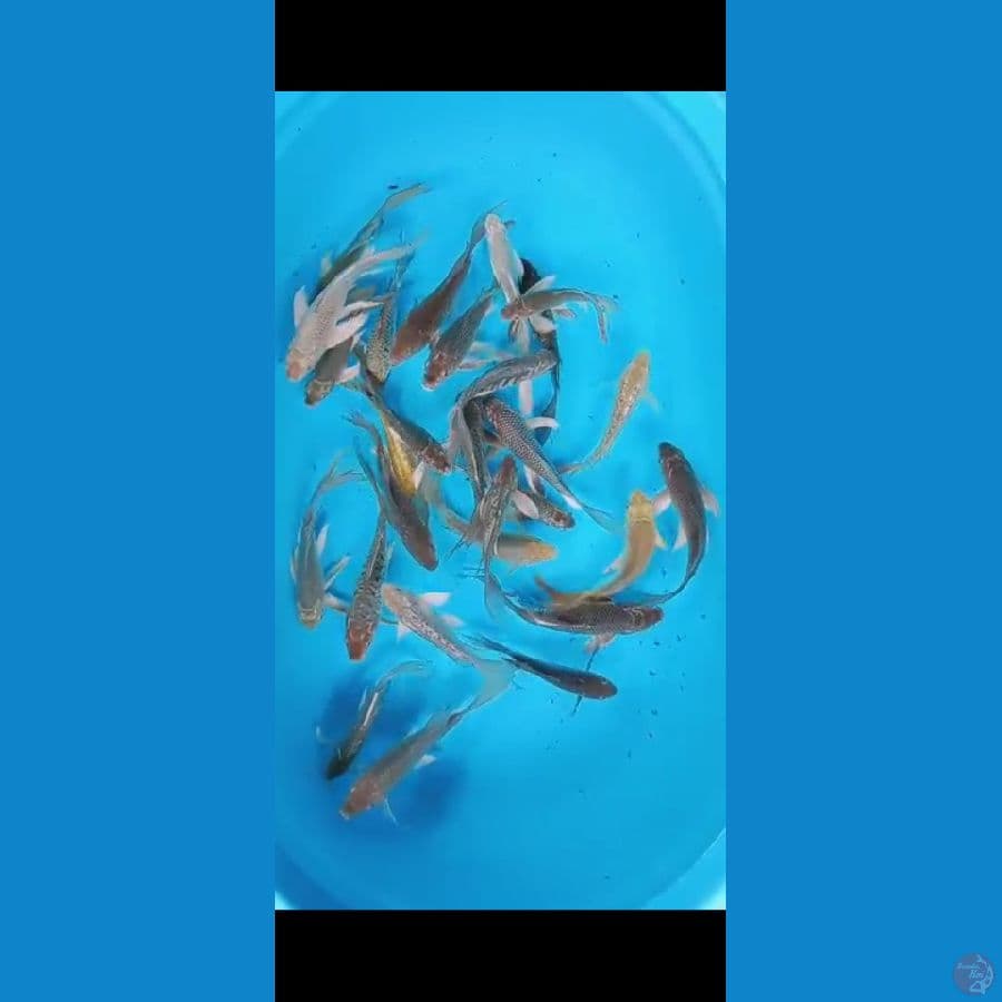 Koi Mix Slayer 17-22cm 28ekor