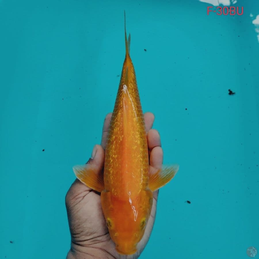 KARASHI GINRIN F-30BU