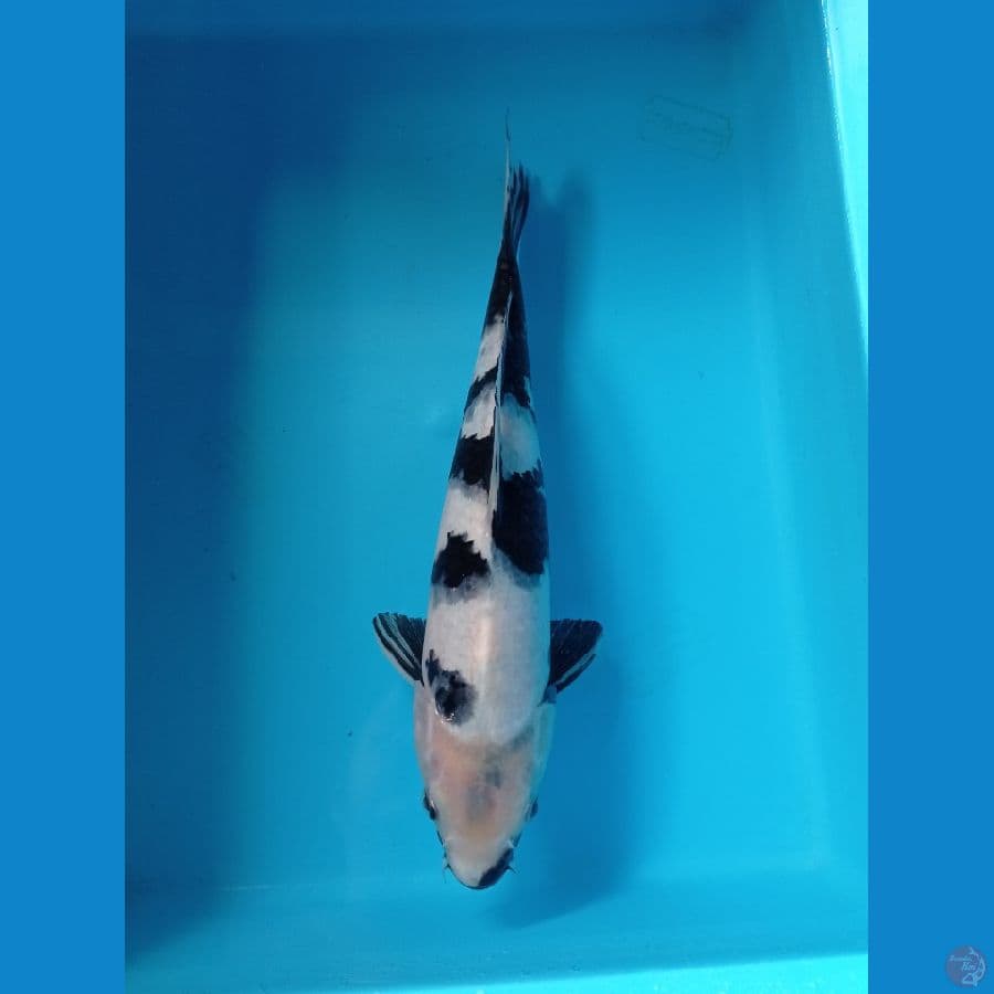 SHIRO 30CM