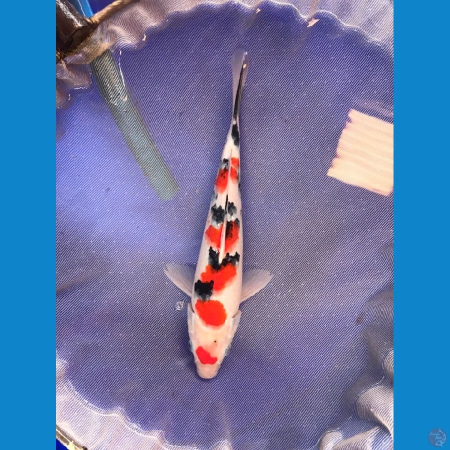 SUBOSUMI 27cm Male
