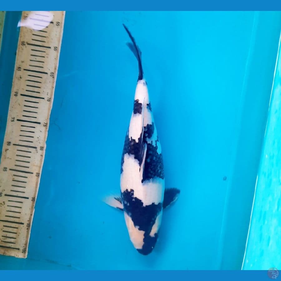 SB shiro 41cm Female