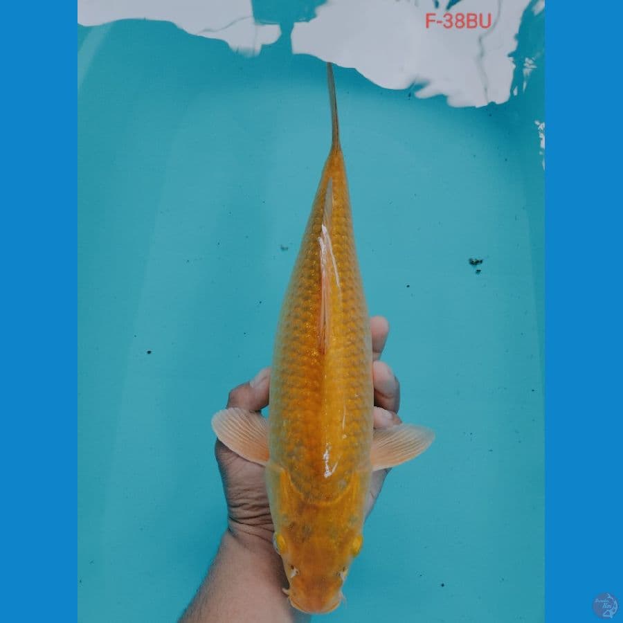 KARASHI F-38BU