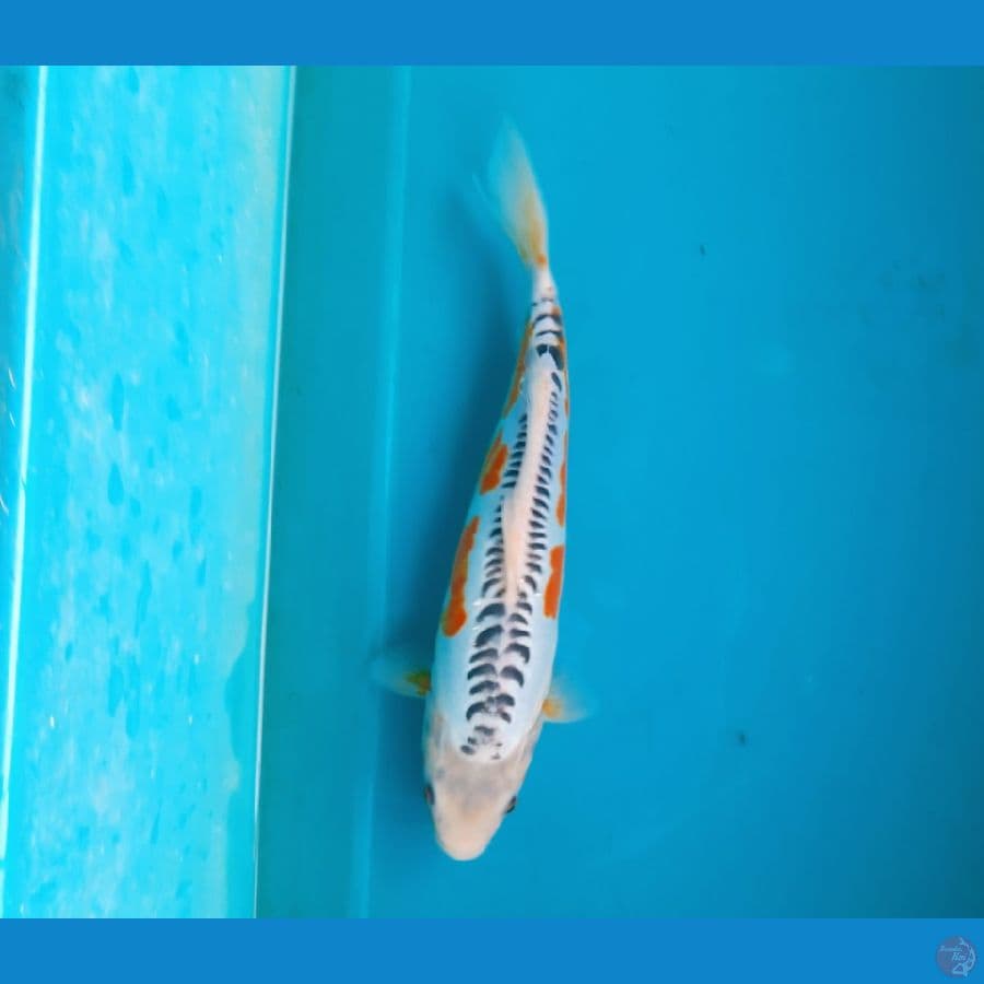 Hana shusui 33cm Male