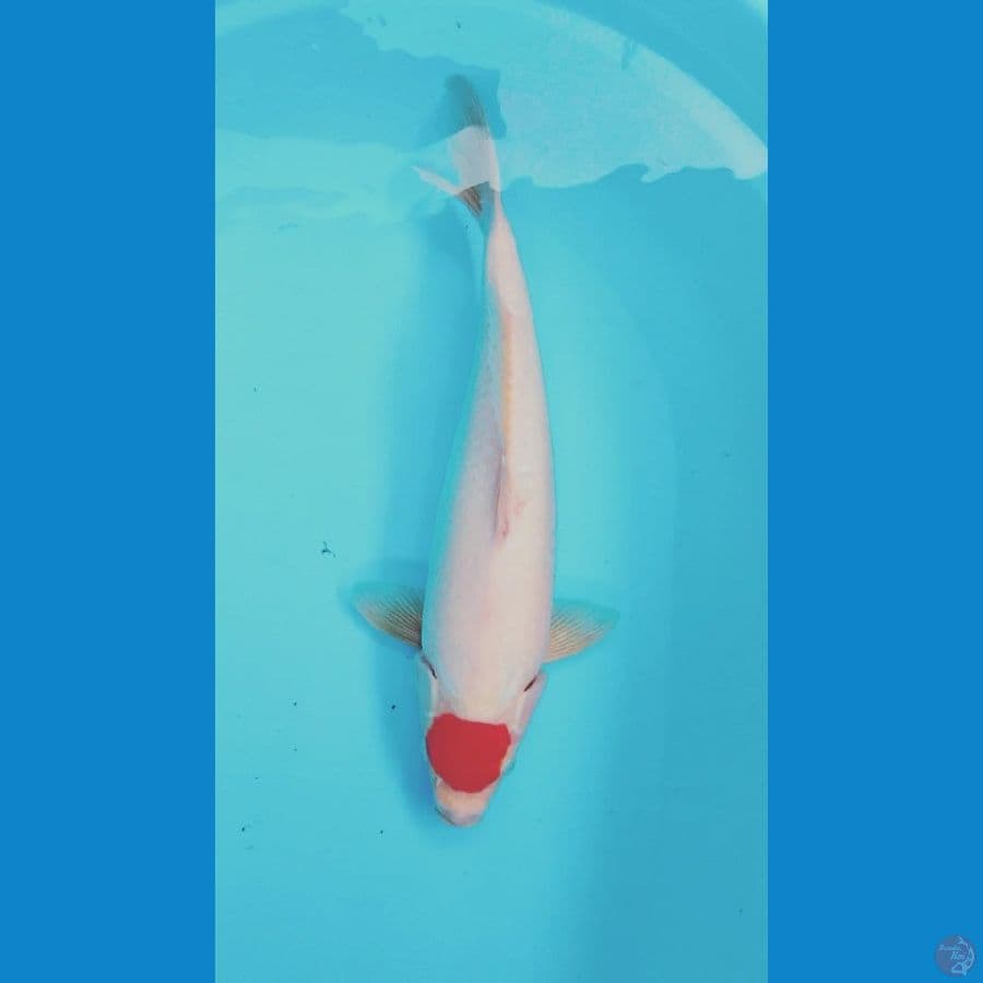 kohaku male 43cm