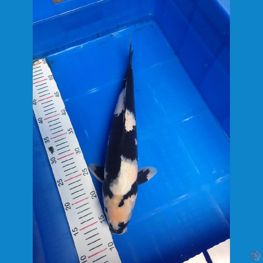 Shiro male 43 cm