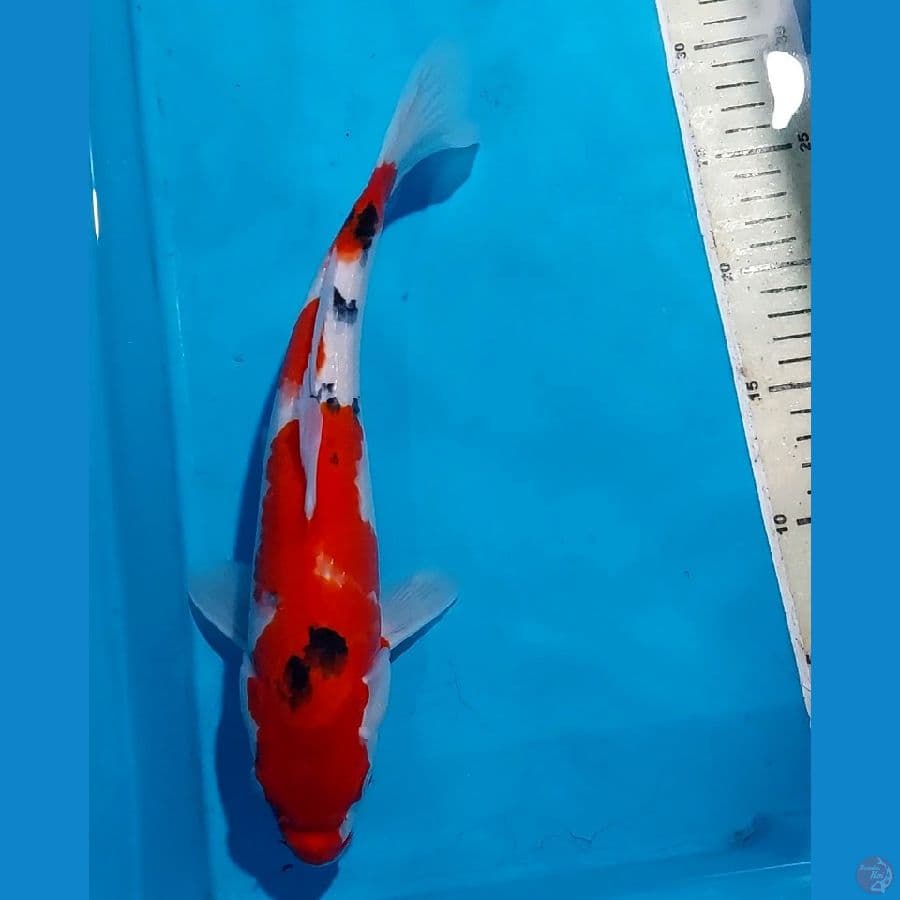 SANKE 30 CM