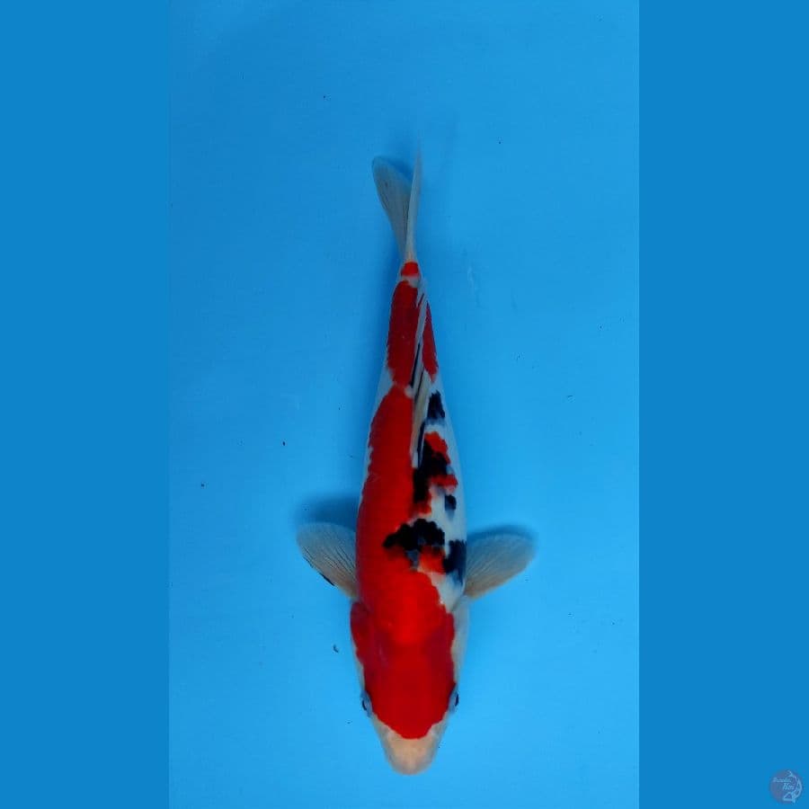 TAISHO SANSOKU 33Cm