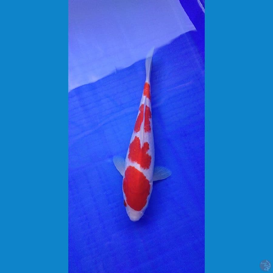 SQ Kohaku Yondan 25