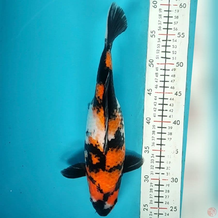 showa 34cm/f