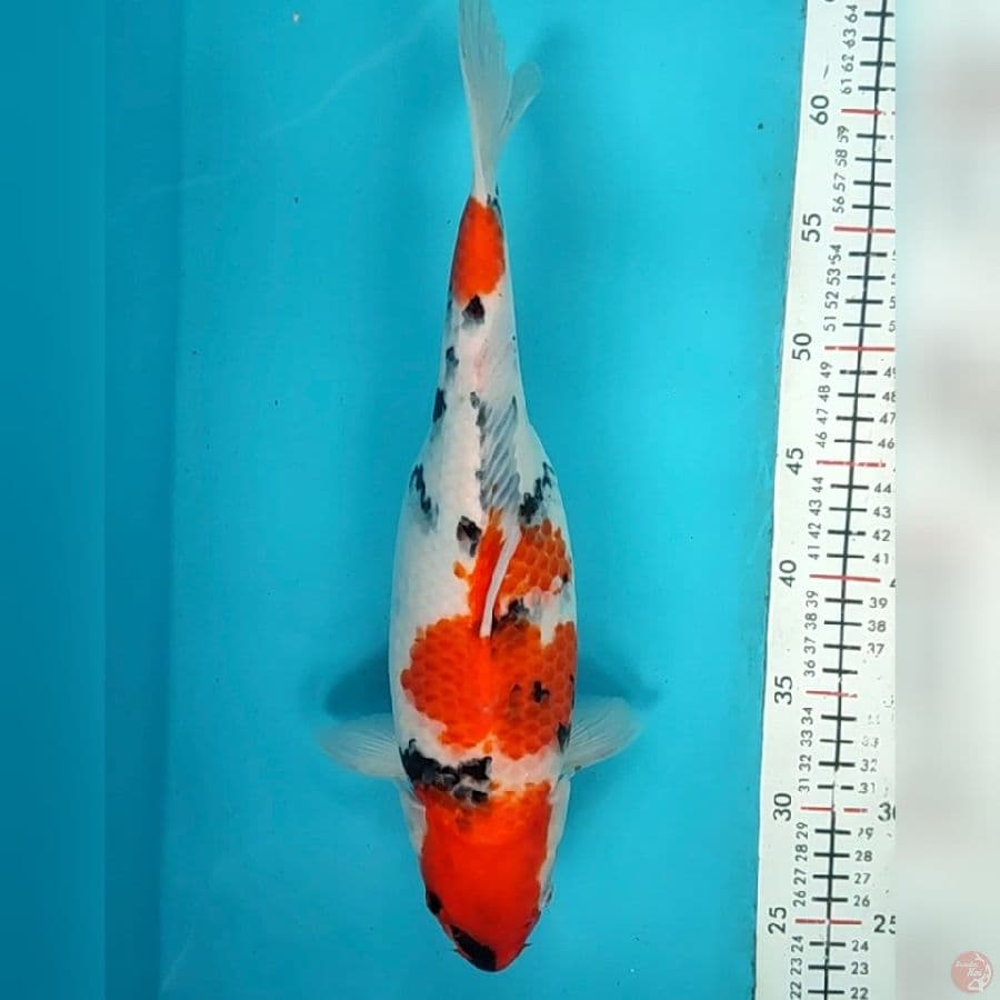 showa 37cm/f