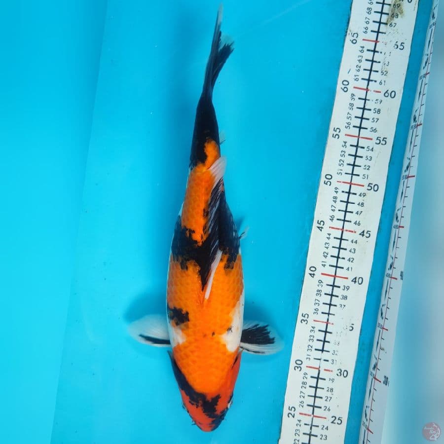 showa 40cm/f
