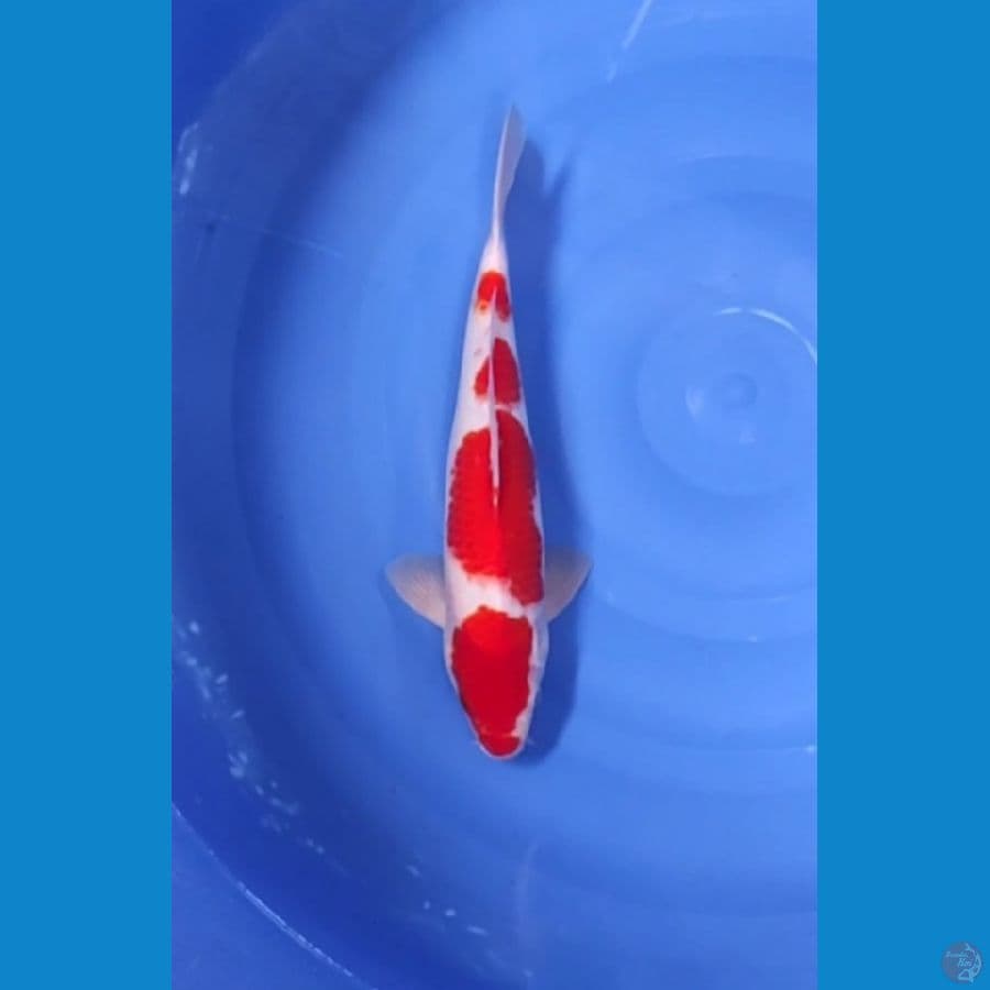 35 CM ~ KOHAKU CEPLOK