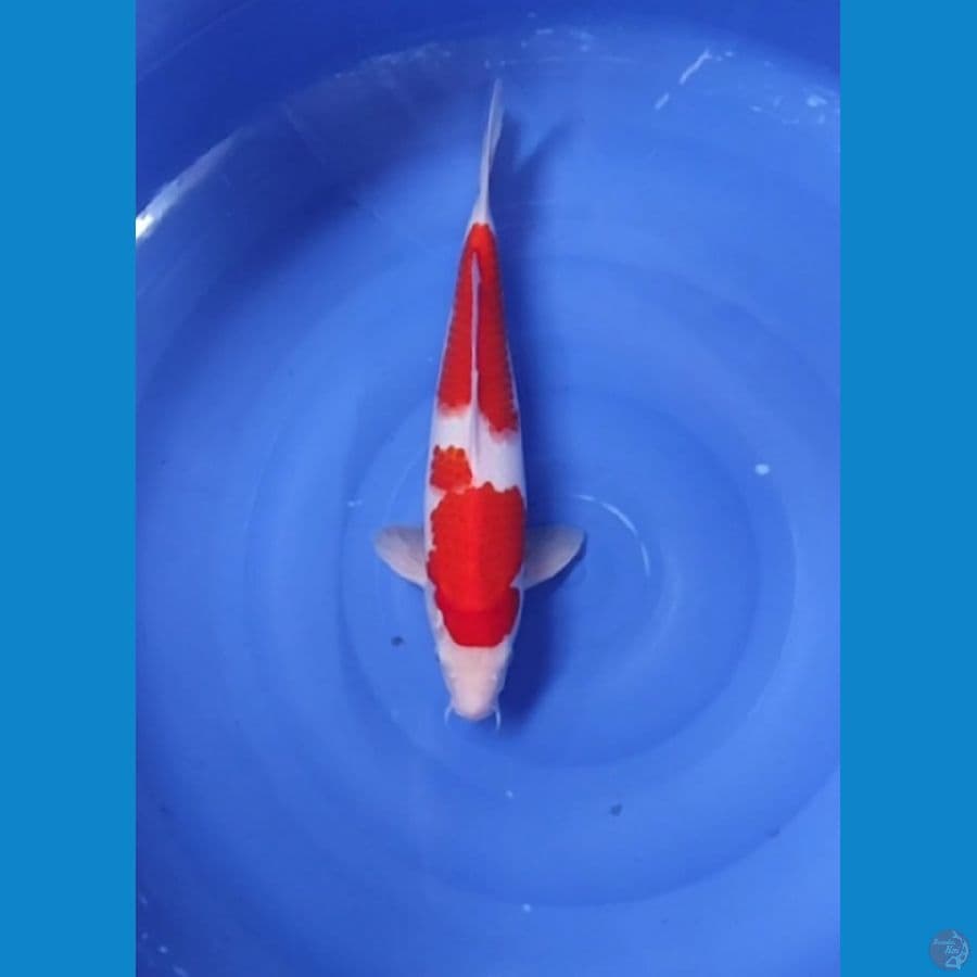 35 CM ~ KOHAKU STEP 2