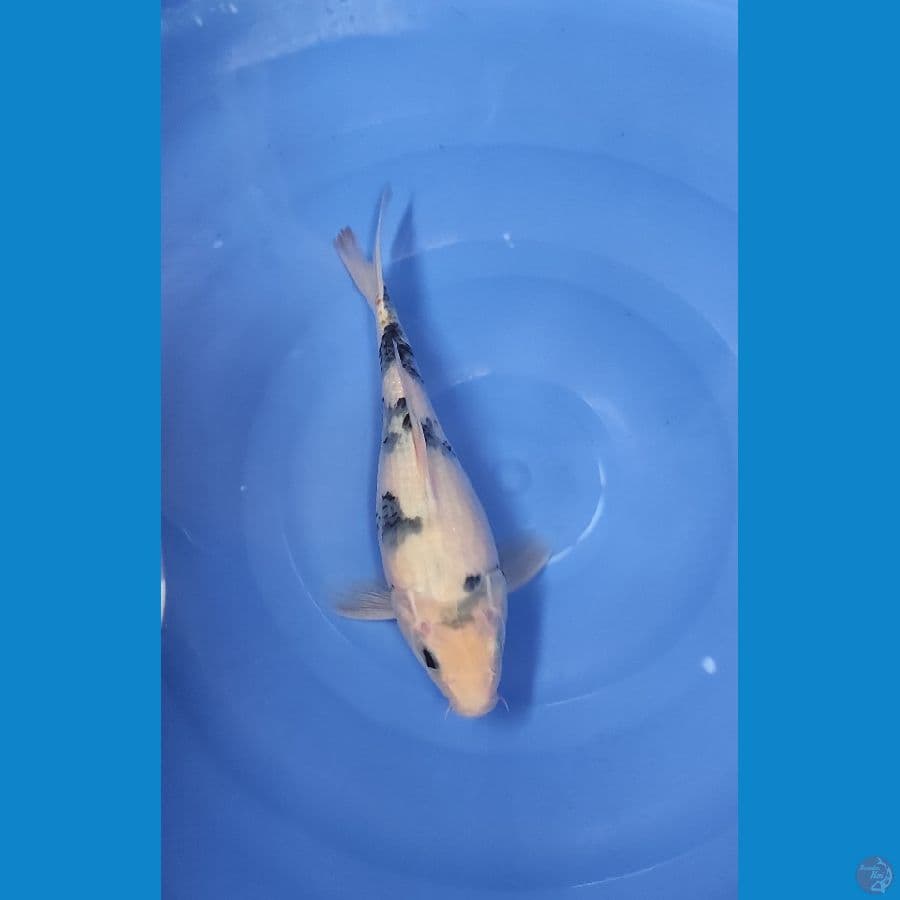 28 CM ~ SHORT BODY
