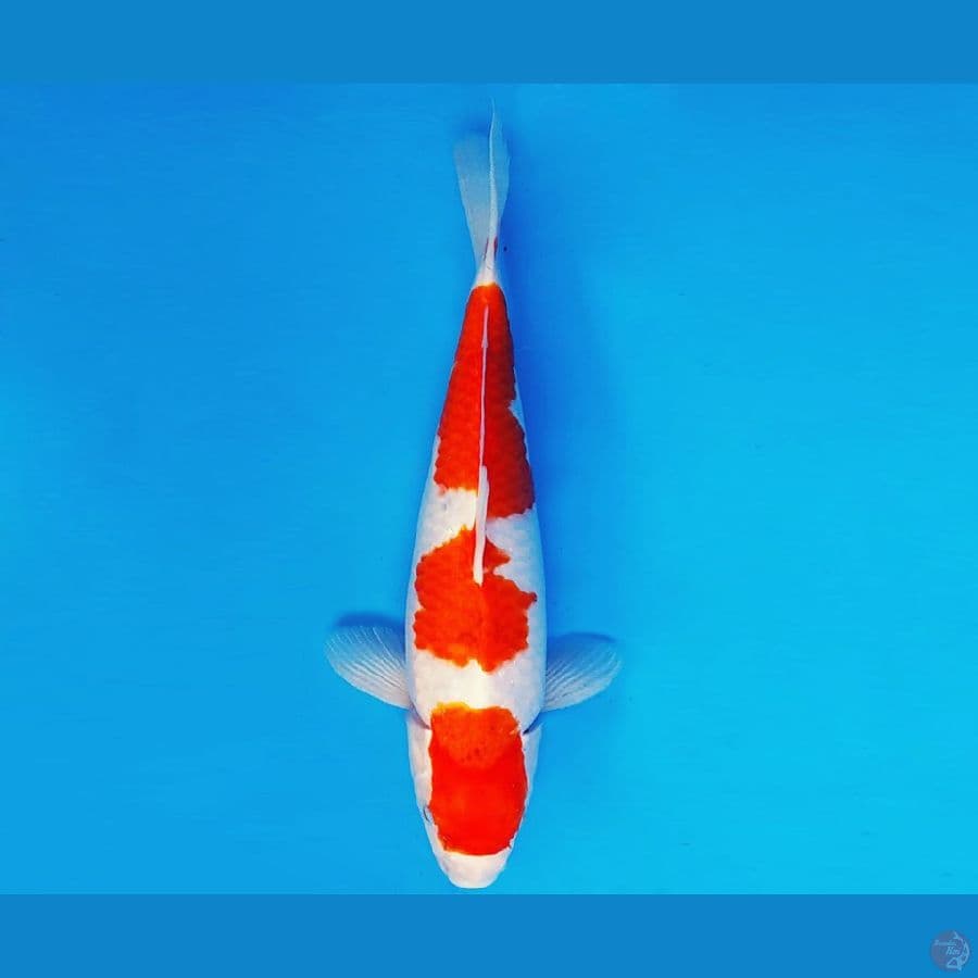 SAPPORO 4 - AI GOROMO 35 cm/fm ®