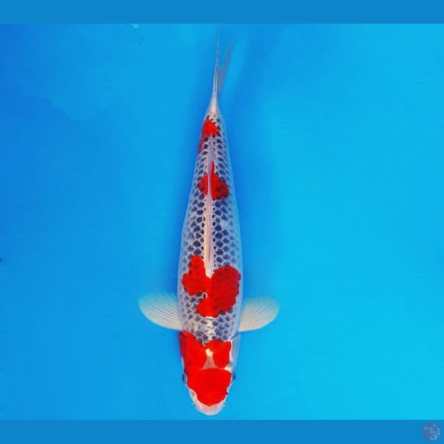 SAPPORO 6 - GOSHIKI 30 cm/male ®