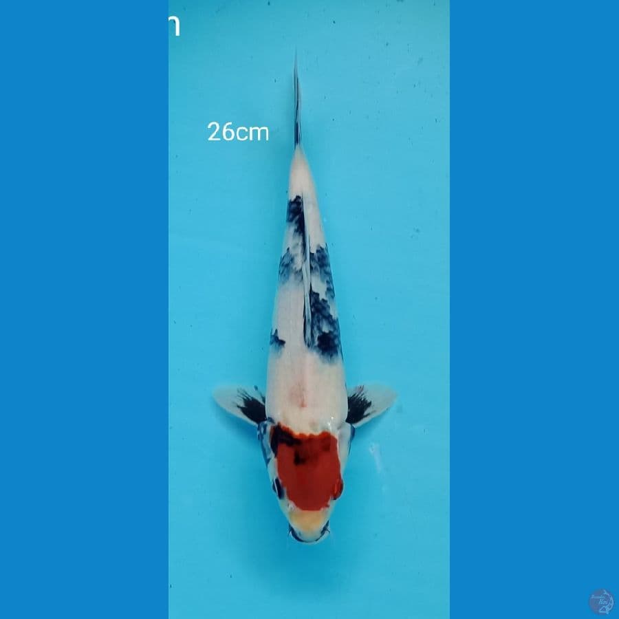 tancho sowa 26cm