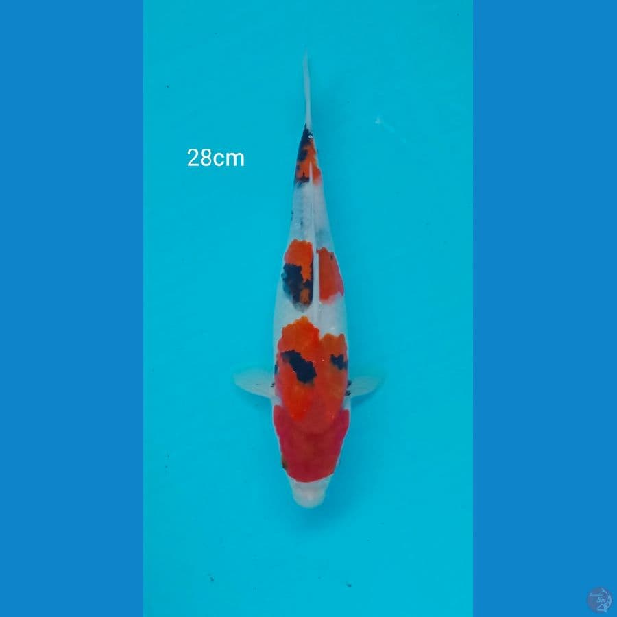 showa 28cm
