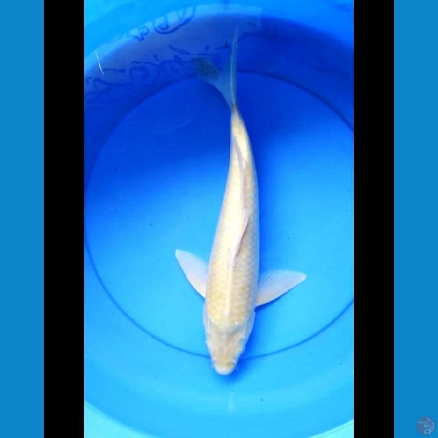 Karashi male 40 cm