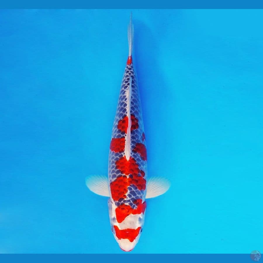 SAPPORO 11 - GOSHIKI 34 cm/male ®