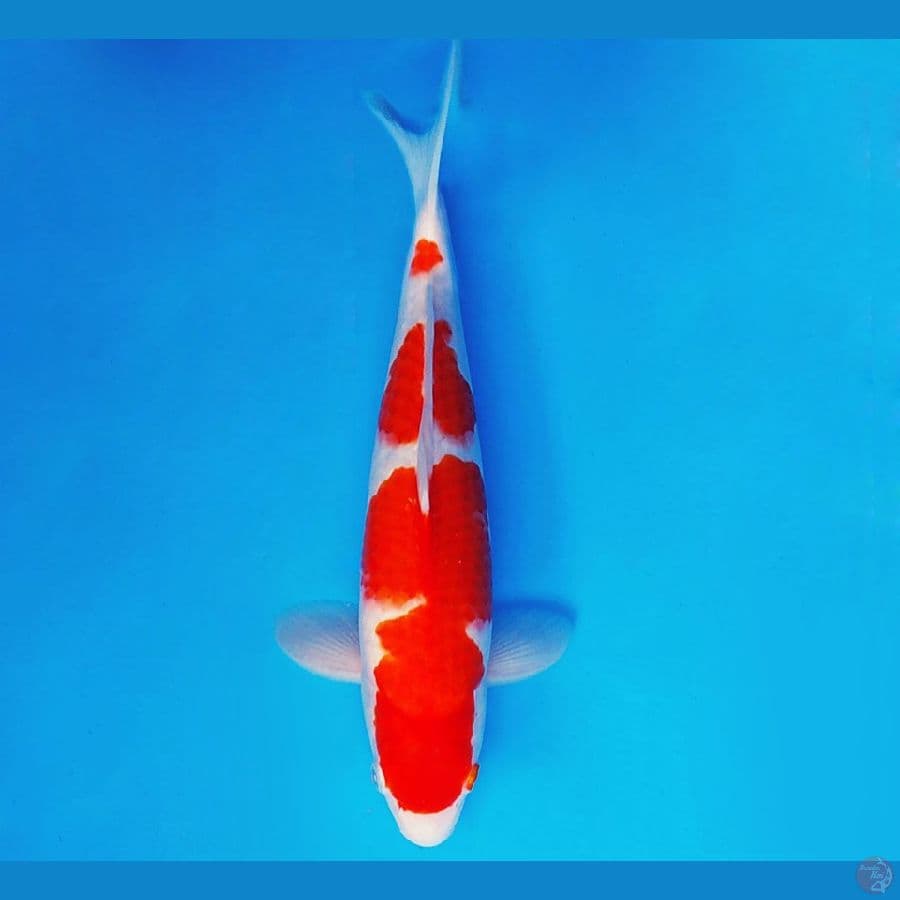 SAPPORO 12 - KOHAKU 33 cm/male ®