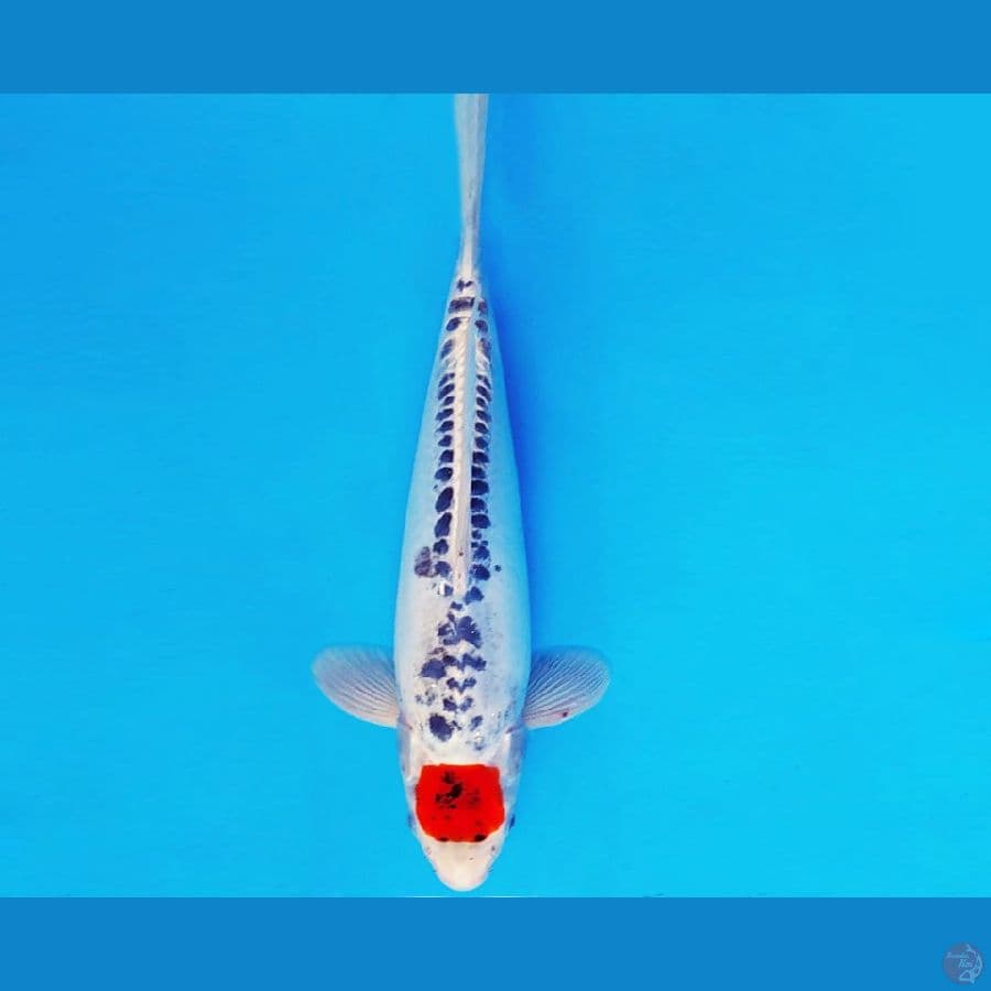 SAPPORO 16 - TANCHO GOSHIKI DOITSU 32 cm/male ®