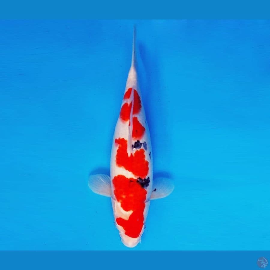 SAPPORO 17 - SANKE 33 cm/fm ®