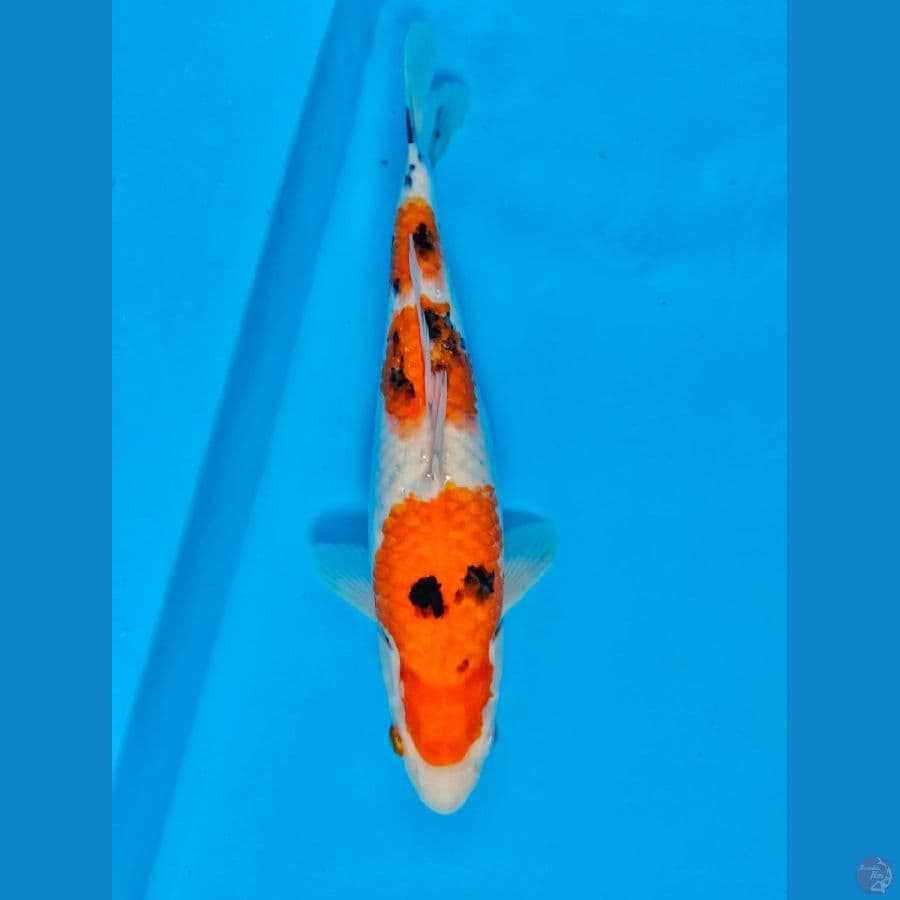 sanke 32cm