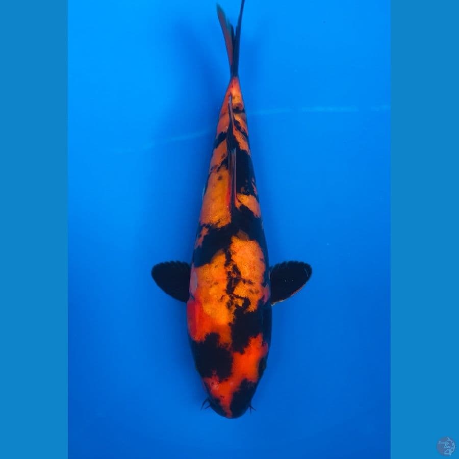 utsuri doitsu 23cm