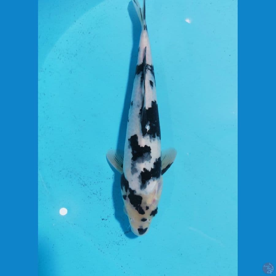 SHIRO MALE 29CM