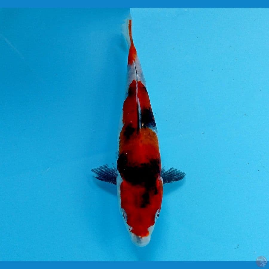 showa 16 cm