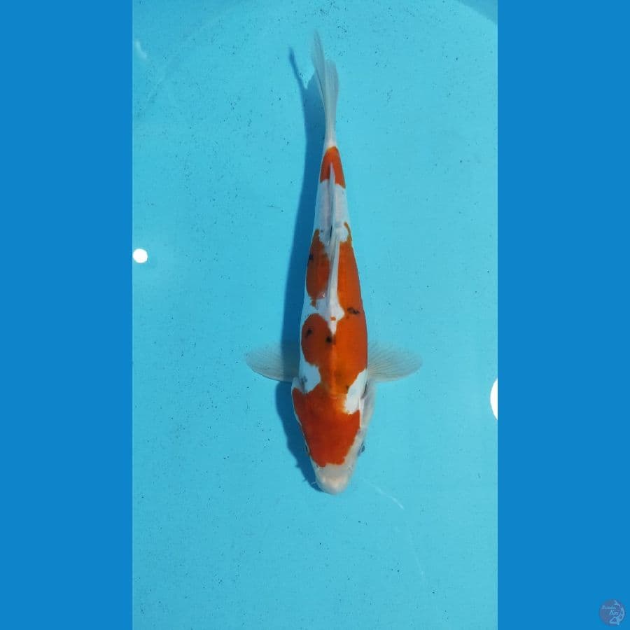 SANKE DOIT MALE 31CM