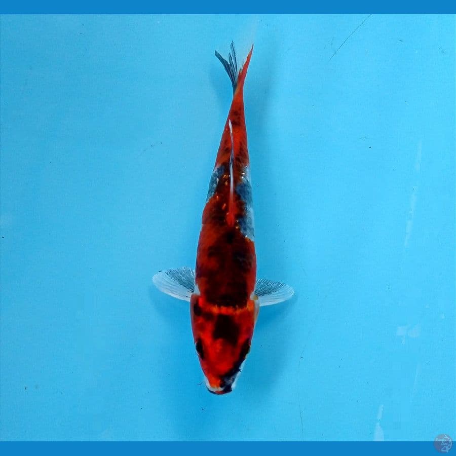 showa hikari 13 cm