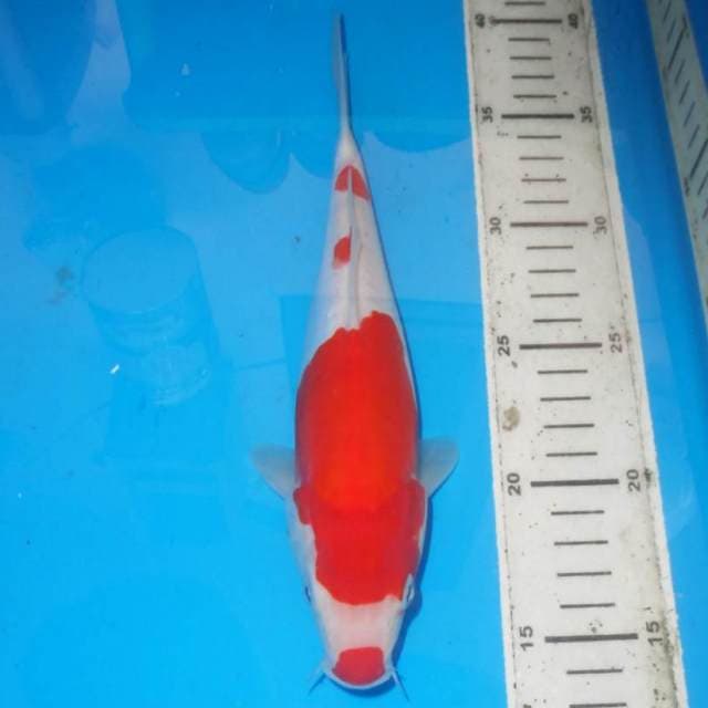 KOHAKU LIPSTIK MERAH