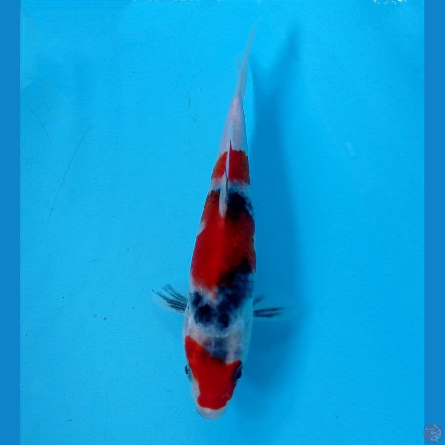 showa 17 cm