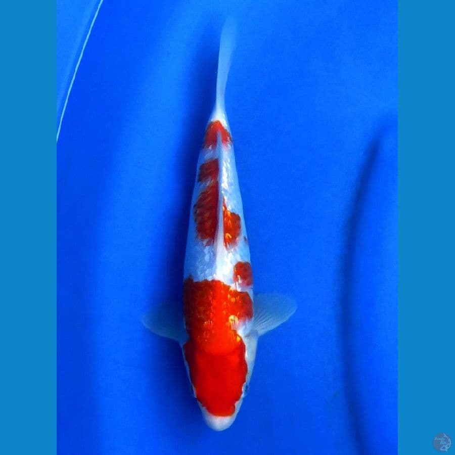 SQ KOHAKU GINRIN 25CM