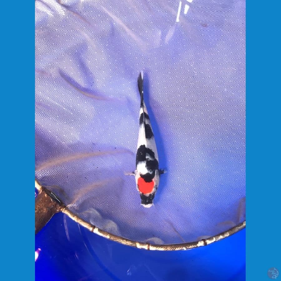 Juara 1 Tc showa 18cm Serti ada