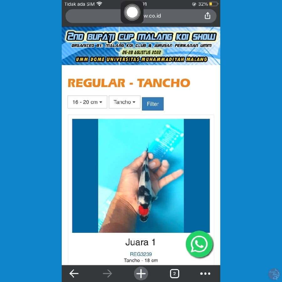 Juara 1 Tc showa 18cm Serti ada