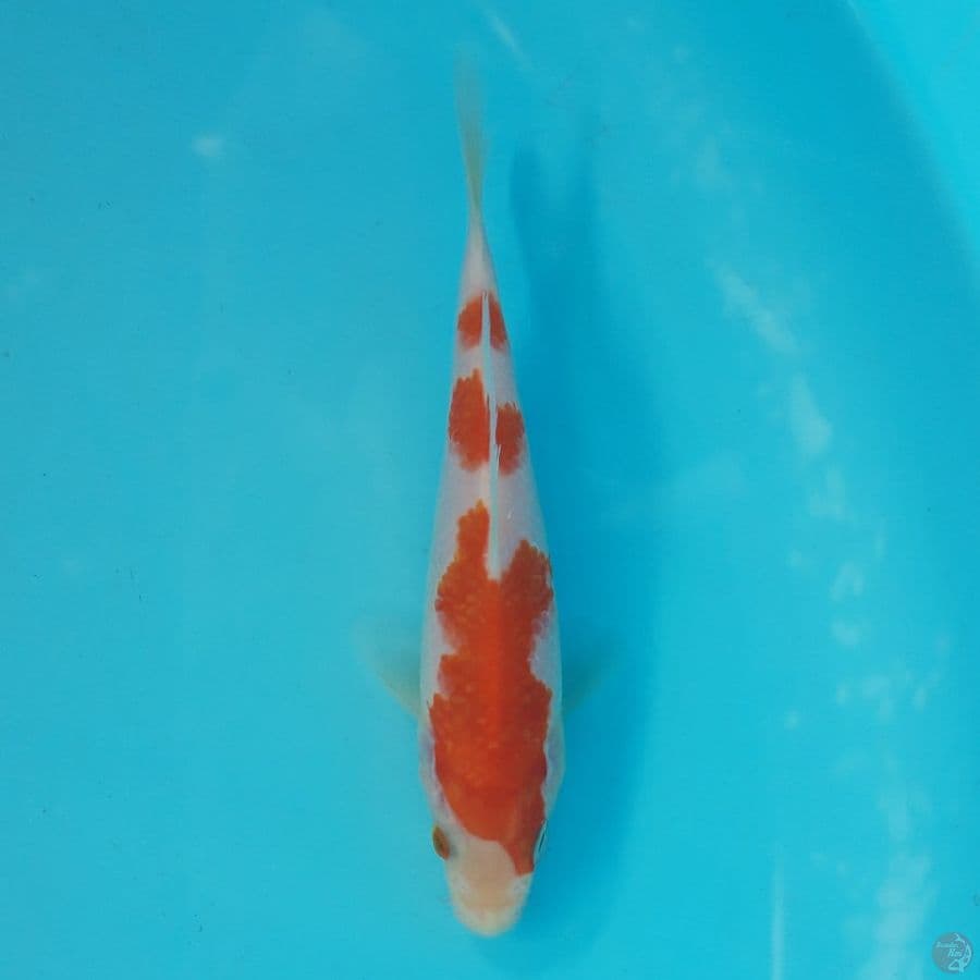 Minion Kohaku 13cm