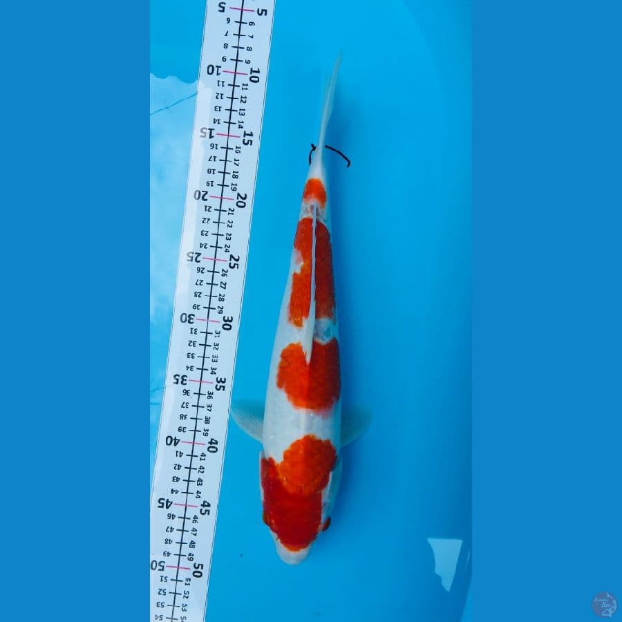 kohaku step