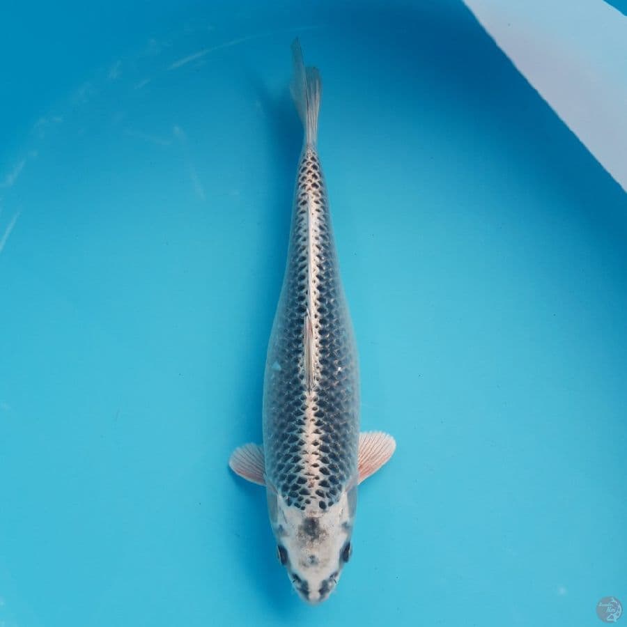 Gin Matsuba 31cm