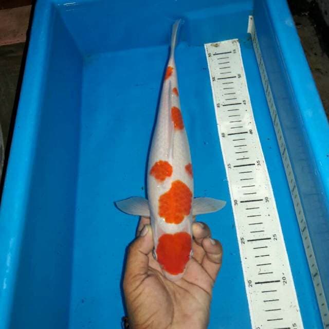 Maruten kohaku