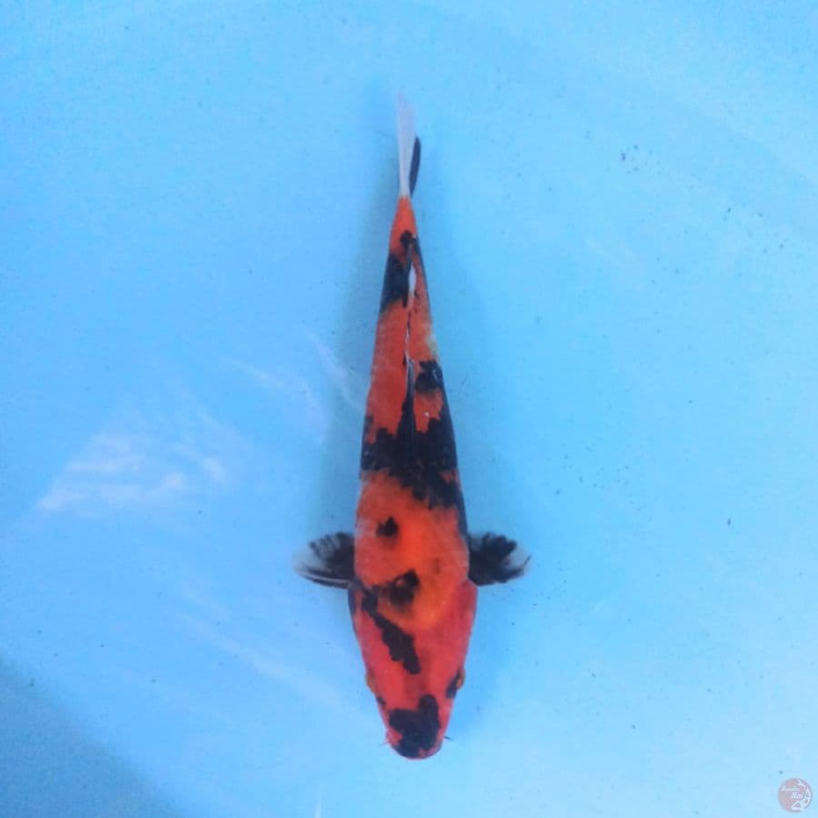 Hi Showa 25 cm