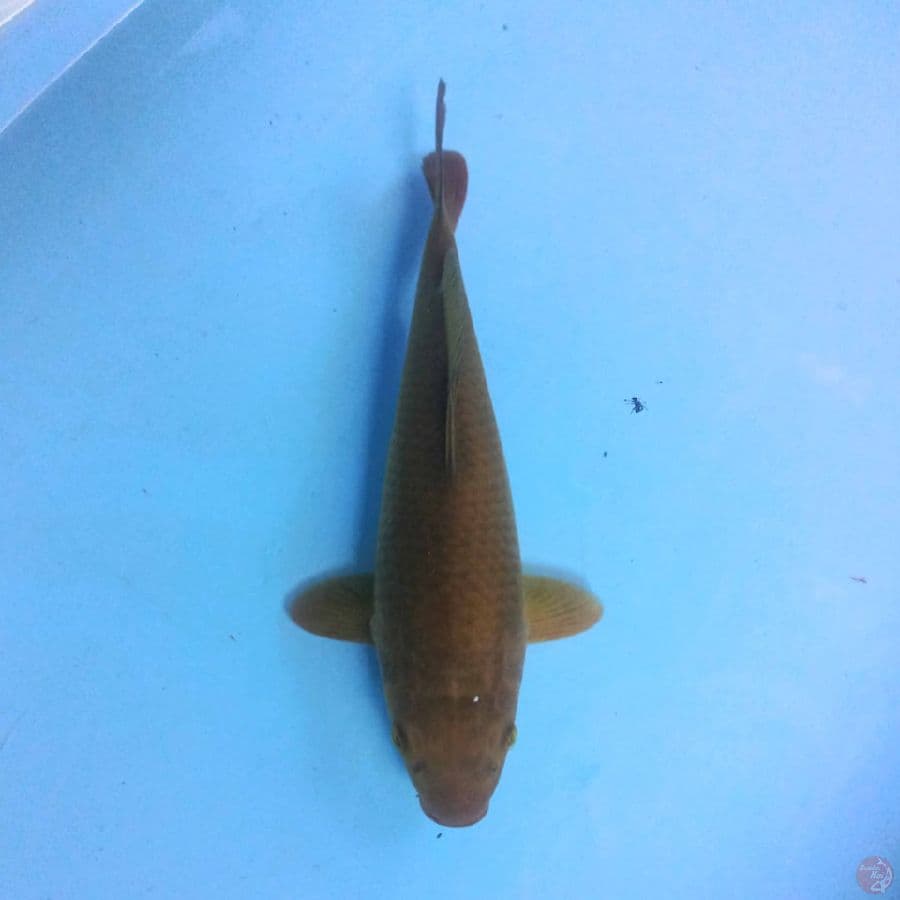 Chagoi 26 cm