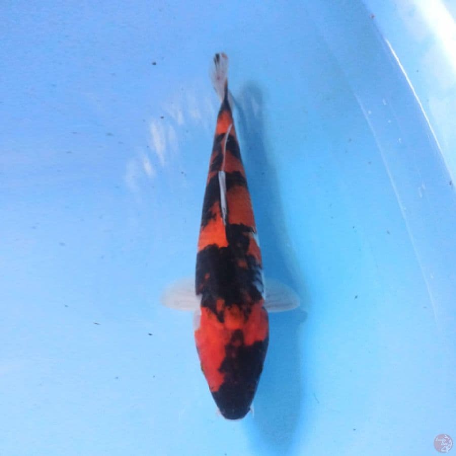 Hi Showa 28 cm