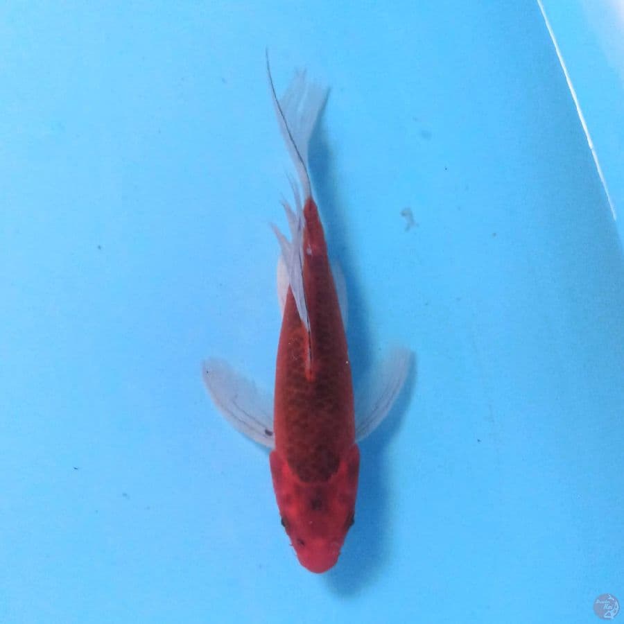 Aka Matsuba Slayer 22 cm