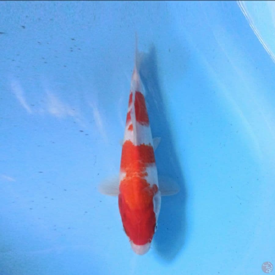 Kohaku 27 cm