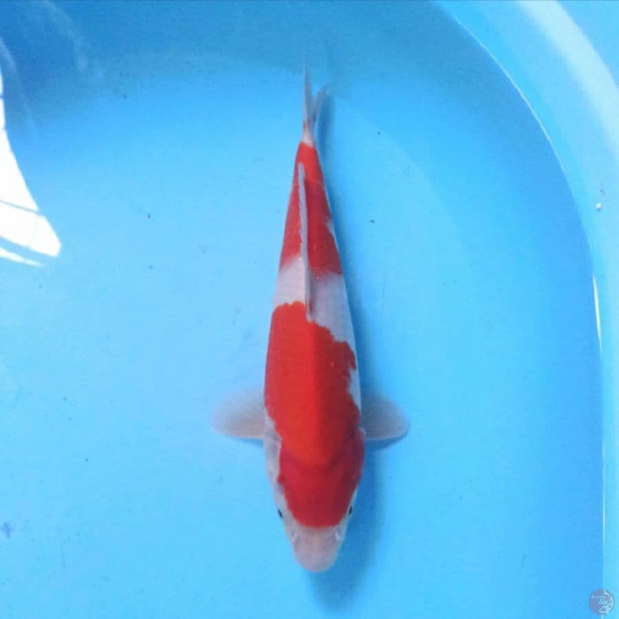 Kohaku 27 cm