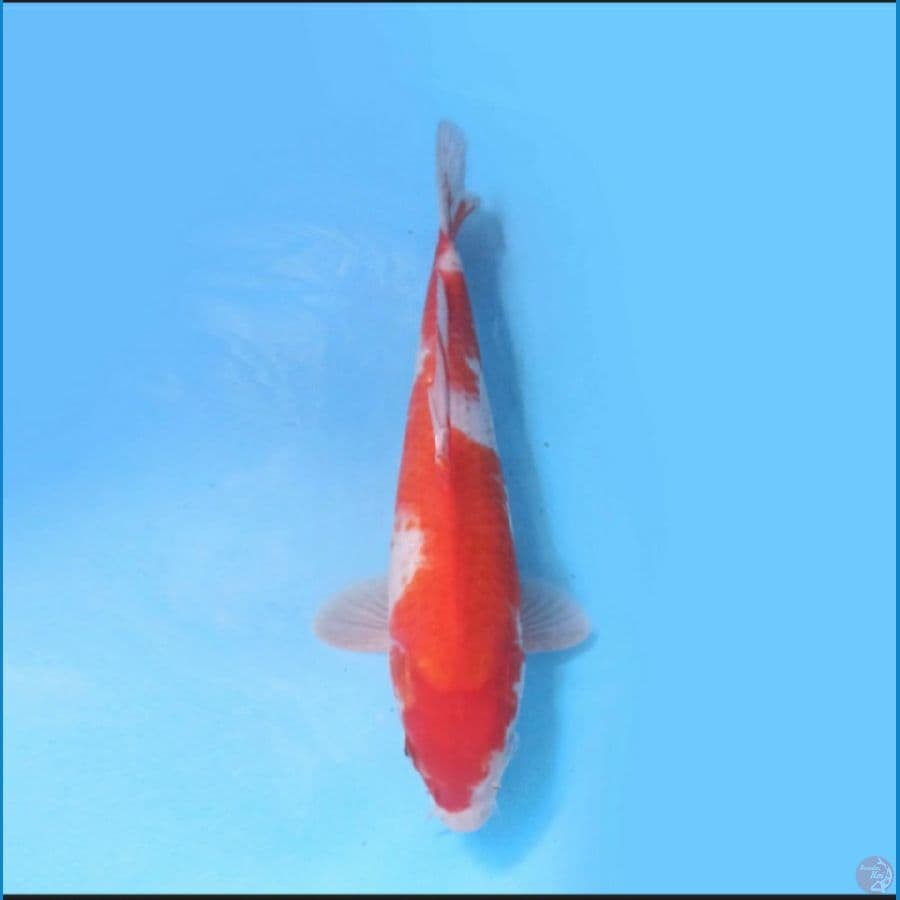 Kohaku 37 cm