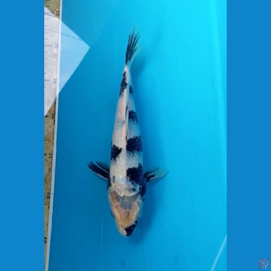 shiro 25cm
